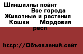 Шиншиллы пойнт ns1133,ny1133. - Все города Животные и растения » Кошки   . Мордовия респ.